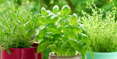 5 Compelling Reasons to Grow a Courtyard or Balcony Garden
