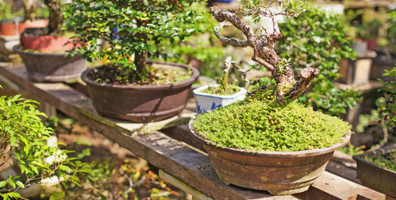Bonsai artistry explained with Shannon Young