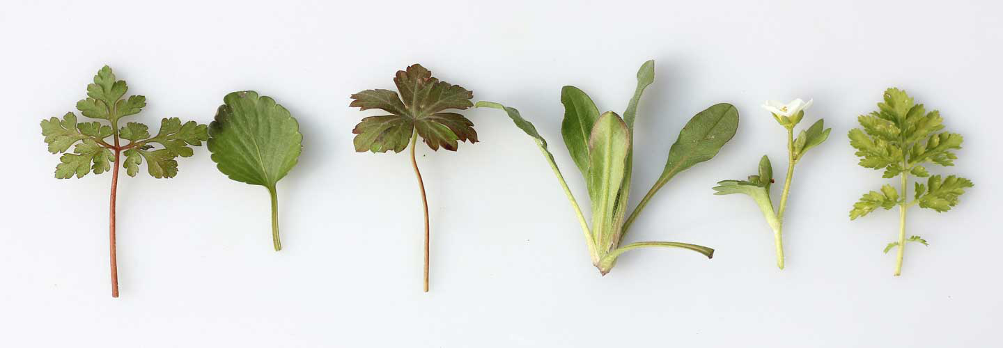 Kitchen Herbs Embroidery Workshop