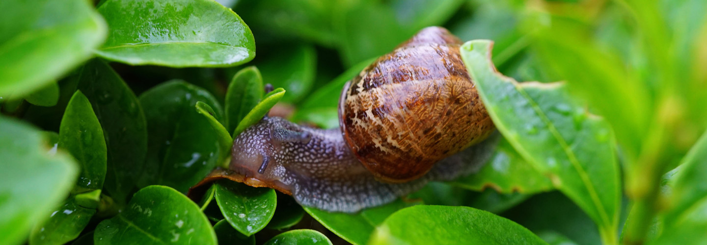 Organic Pest and Disease Management